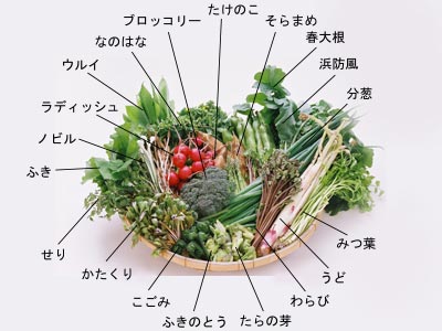 春の野菜 名古屋の家族葬ドットコム 家族葬に関する専門サイト 春の野菜 名古屋の家族葬ドットコム 家族葬に関する専門サイト